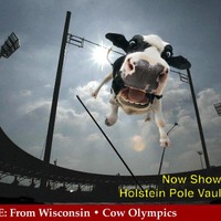 Cow Olympics